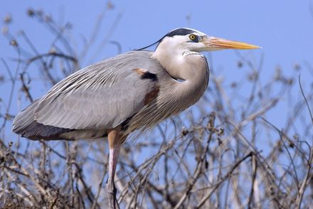 Great_blue_heron02_-_natures_pics