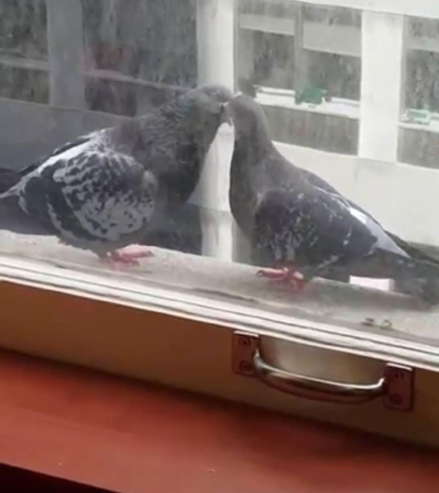 office-feathered-friends-window-birds-4-5a61eb63deb5a__700
