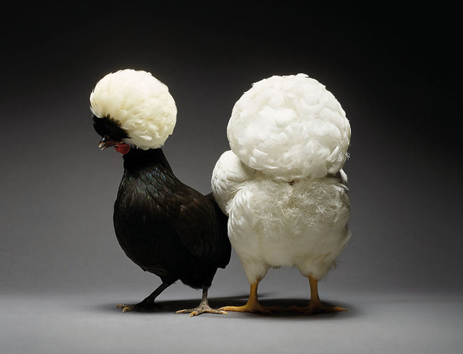 The-Most-Beautiful-Chicken-Couples