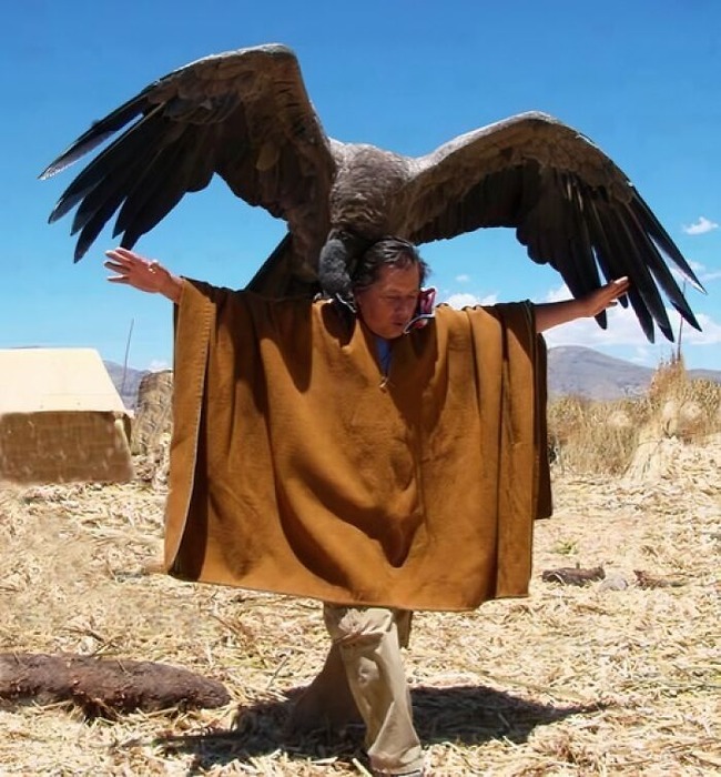 6697cb644f7c5_birds-threatening-auras-pics
