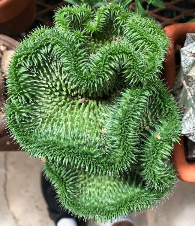 65ca2a1349743_interesting-plant-fasciation-examples