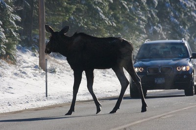moose-car