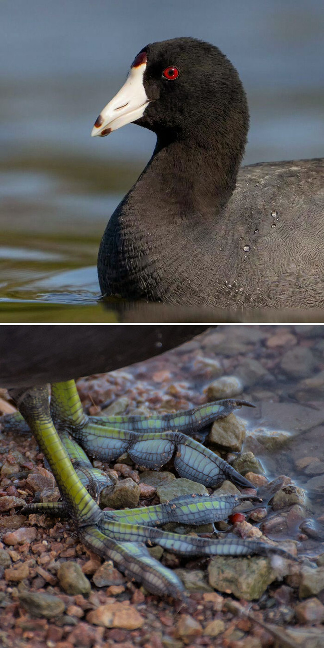 unique-animal-paws-3-66164e25ce8d7__700 (1)