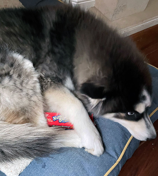 pets-stealing-food-pictures-75-66bef3da5840f__700 (1)