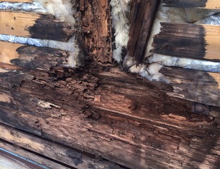 ������򸫤������顪