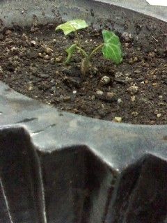 ヘデラ苗4