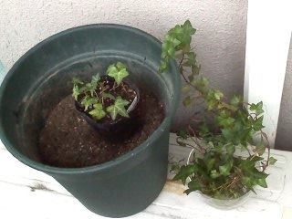 ヘデラ苗1