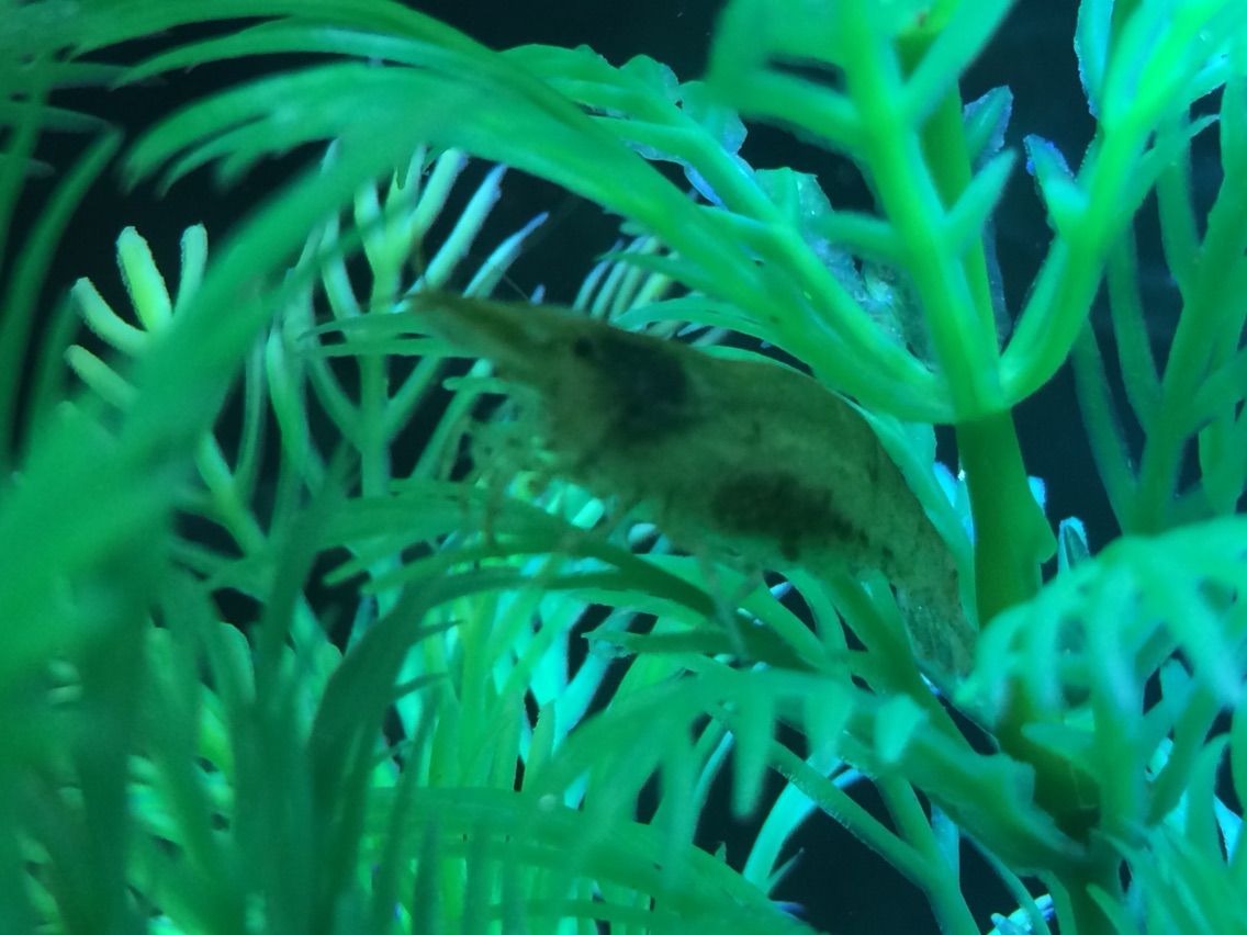 なんと ミナミヌマエビが抱卵していました ボクの家族のために なんと ミナミヌマエビが抱卵していました ボクの家族のために