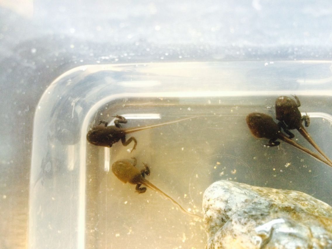 アクアリウム ボクの家族のために