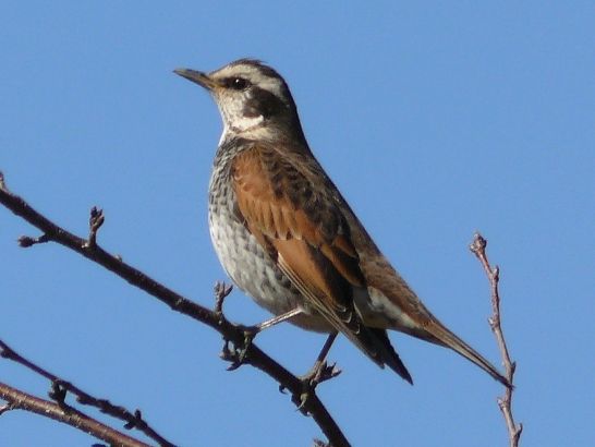 庭に来る鳥たち 如意樹の木陰 庭に来る鳥たち 如意樹の木陰