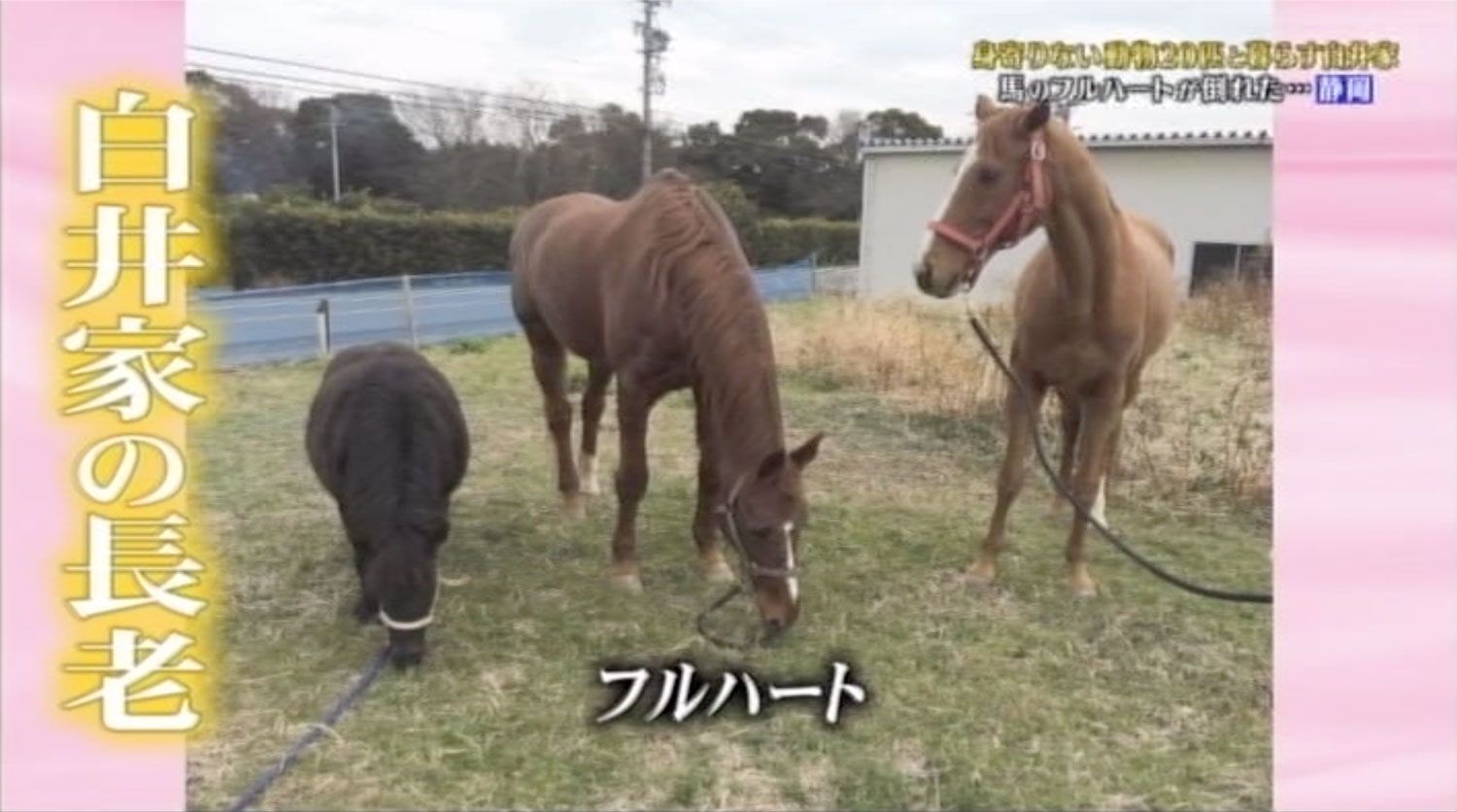 芸能 天才 志村どうぶつ園 継続危機 Newsまとめちゃん 芸能 天才 志村どうぶつ園 継続危機 Newsまとめちゃん