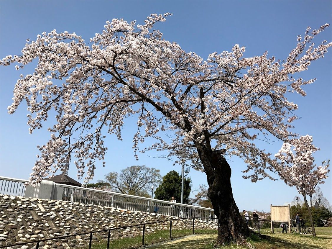 多摩湖の桜 ラッキーdiary 多摩湖の桜 ラッキーdiary