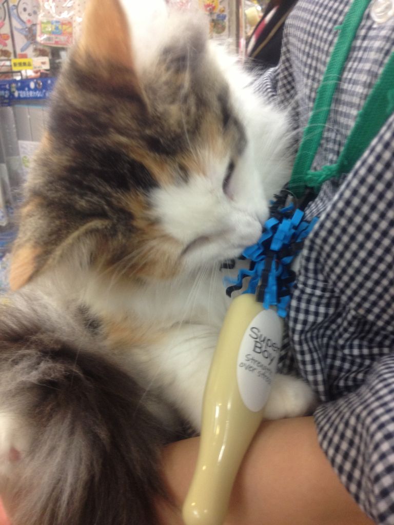 ビバペッツの美猫の誘惑 ラッキーdiary ビバペッツの美猫の誘惑 ラッキーdiary