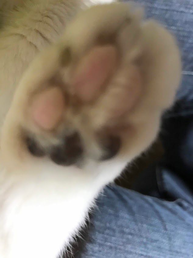 猫の肉球の色 ラッキーdiary 猫の肉球の色 ラッキーdiary