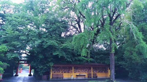 P_20180611_123356_vHDR_On