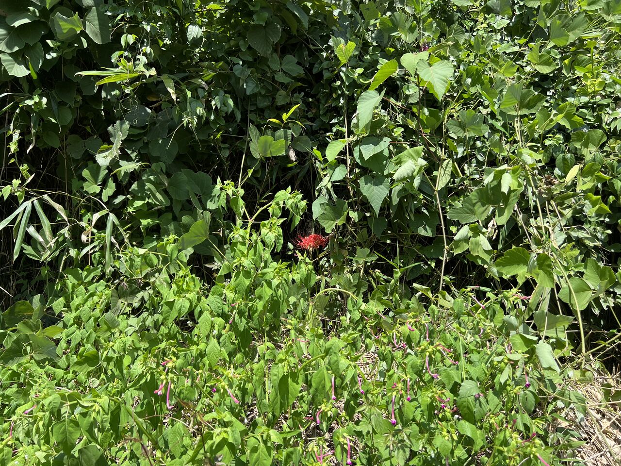 507C4934-AC3E-46CB-90AF-09FB8A53379D