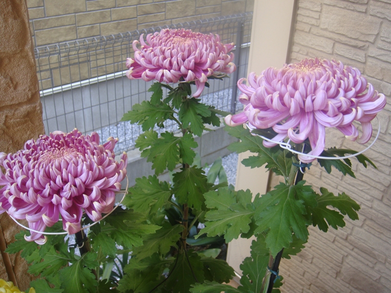 菊の花とステッカー アリーがやって来た ベックもいるよ