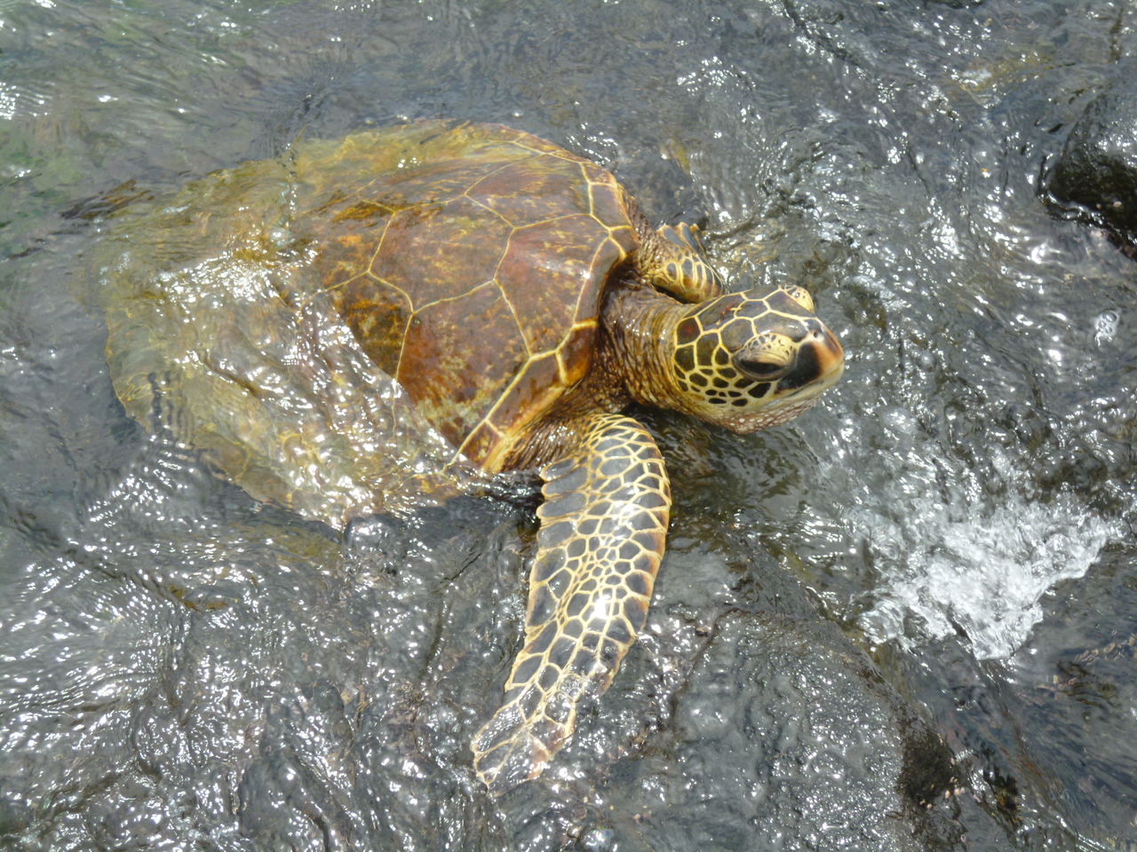 カハルウビーチ ハワイ島 Aolani日和