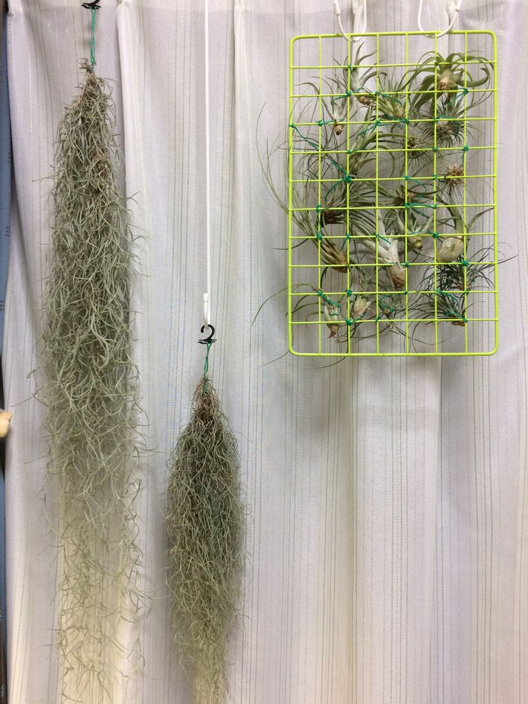 スパニッシュモスの購入から現在まで モンキの植物成長記録 スパニッシュモスの購入から現在まで モンキの植物成長記録