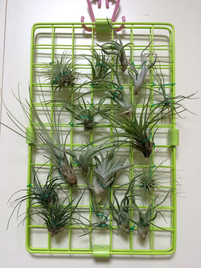 チランジアの購入から現在まで モンキの植物成長記録