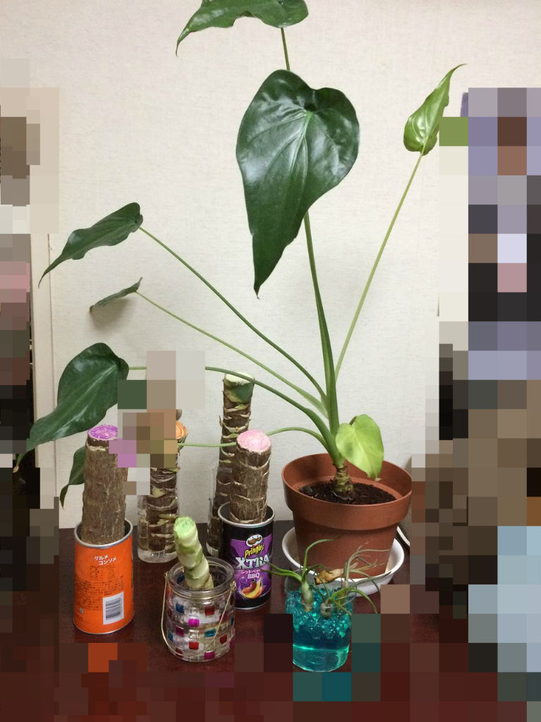 クワズイモの購入から現在まで モンキの植物成長記録