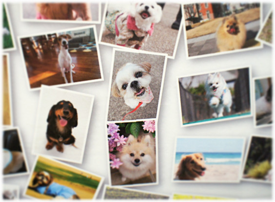 Wan Wan Wan インターペット15 前編