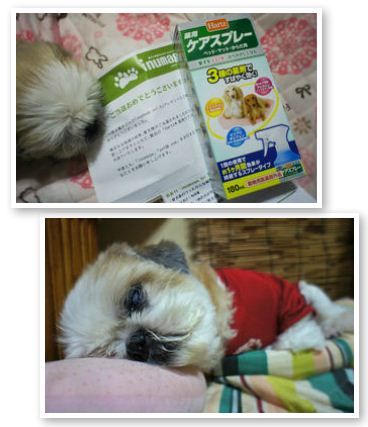 Wan Wan Wan オリジナルタグ Wan Wan Wan オリジナルタグ