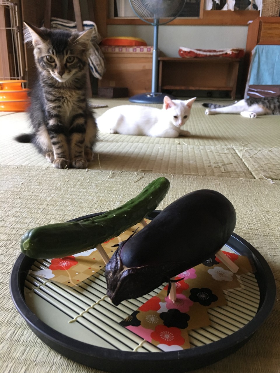 精霊馬 精霊牛 あっぱれ 四箇村の仲間たち