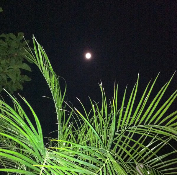 14022124_1136999019728889_2052463205870113455_n