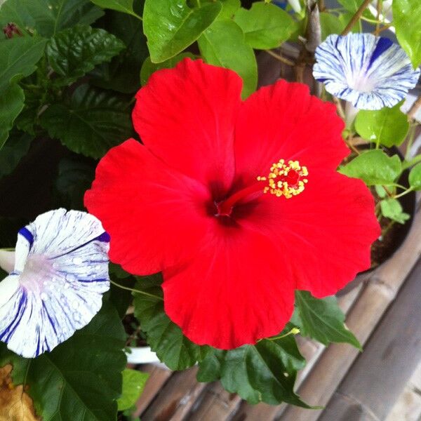 67543523_2339630782799034_7970147450860077056_n