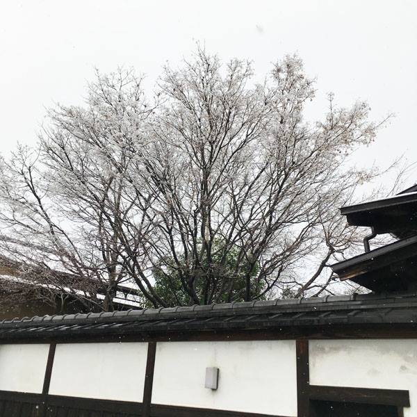 15390912_1246799845415472_3292676787428089144_n