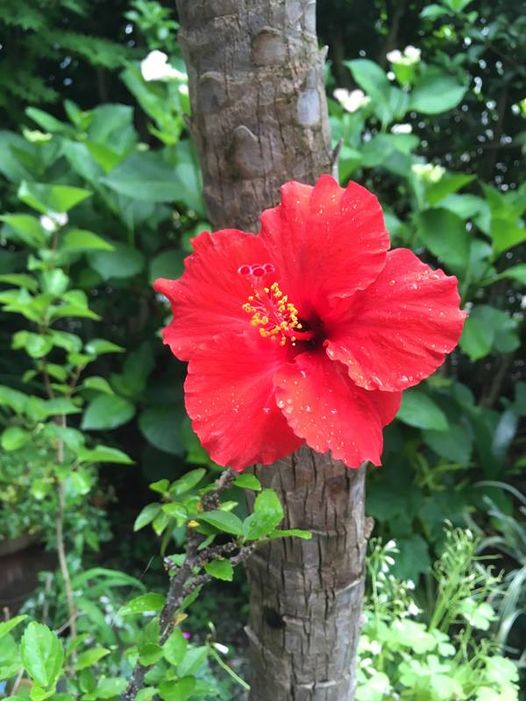 106224315_3061403973955041_2869339634965493080_n