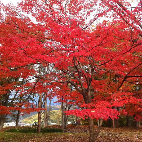 14517636_1203969159698541_7244297960950131077_n