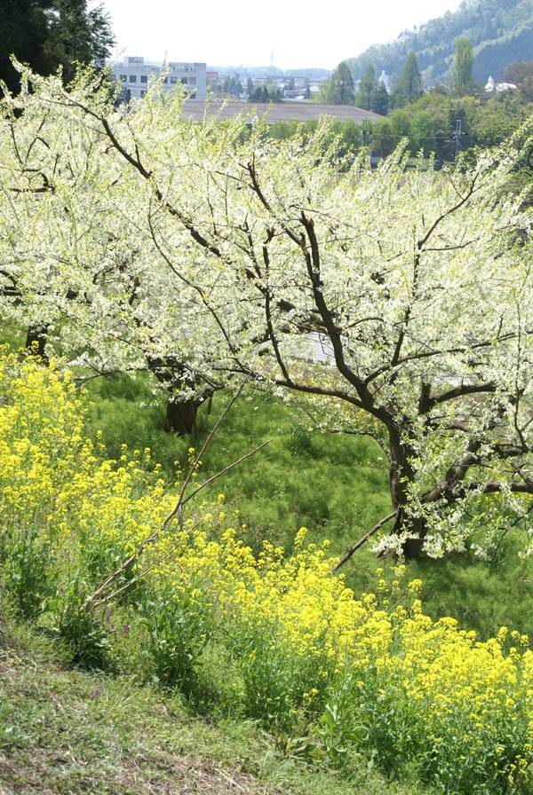 31357198_1714409741987811_1738943276390386723_n