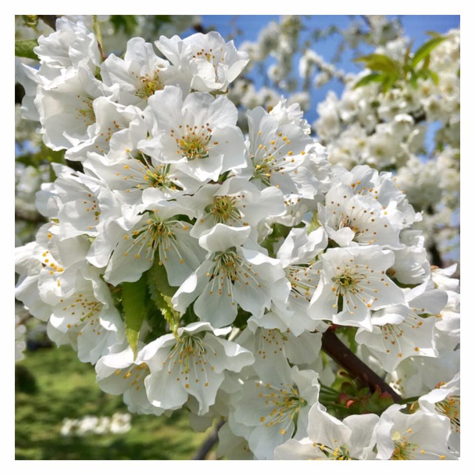 18301294_1380864978675624_6776561005123040555_n