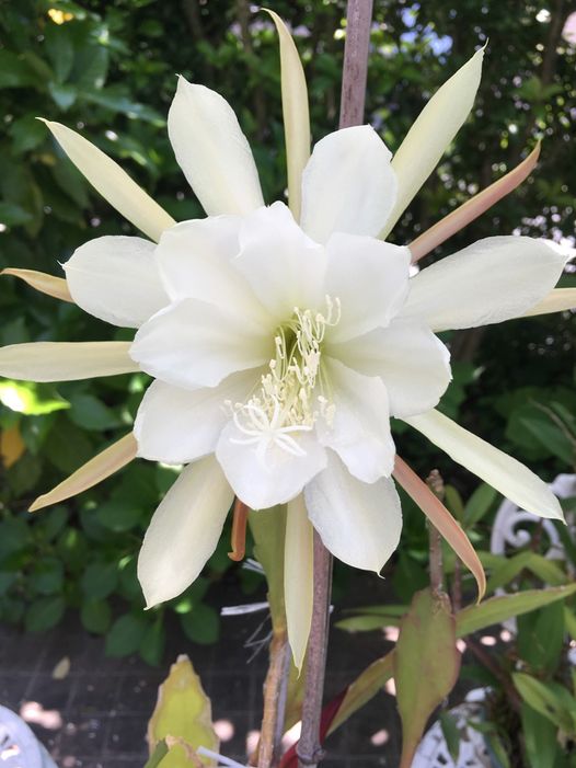 61400237_2258042200957893_5542931010913566720_n