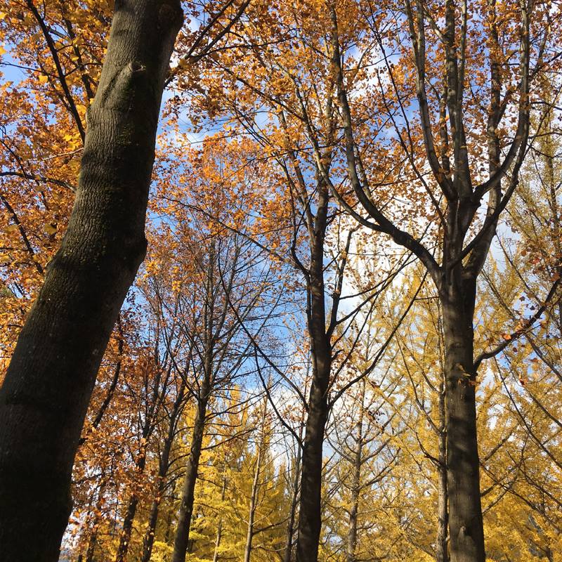 14962751_1210103295751794_3277076791172634752_n