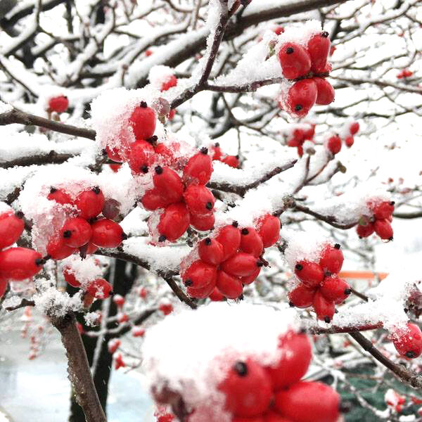 15350507_1246798598748930_5587258286171377670_n