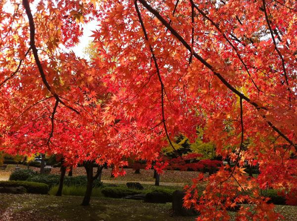 1908446_774199416008853_5499293070681695519_n