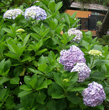 ajisai