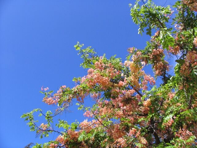 Alohana Everyday 保存版 シャワーツリー 満開なんだろうなぁ Alohana Everyday 保存版 シャワーツリー 満開なんだろうなぁ