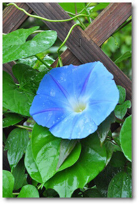 Alohana Everyday 保存版 西洋朝顔 ヘブンリーブルー