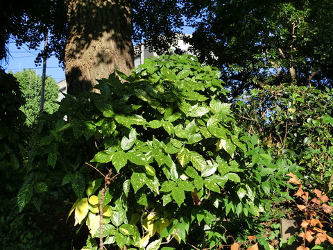 CIMG5190