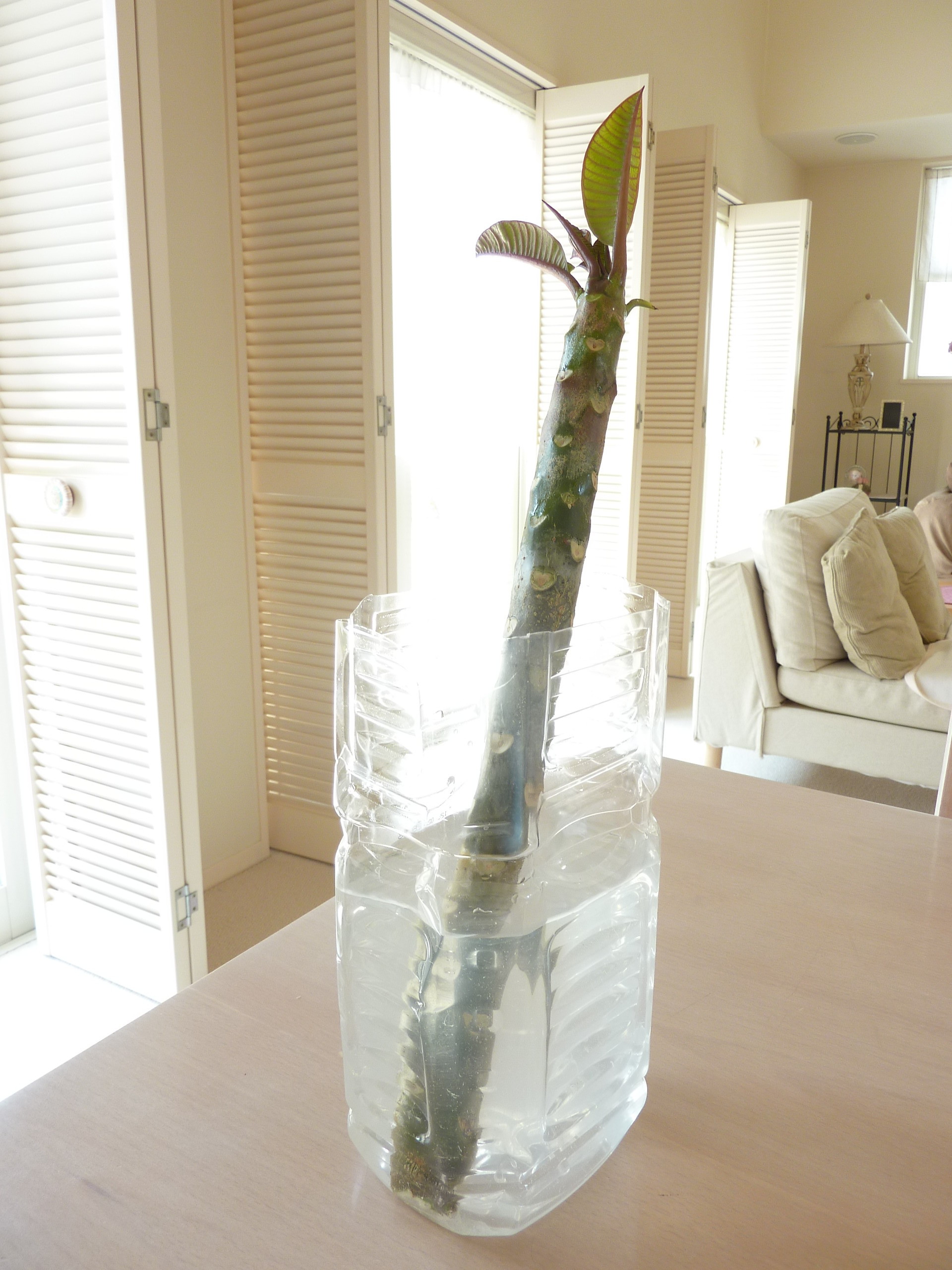 プルメリアの育て方 切り株から育てる編 Plumeria Time