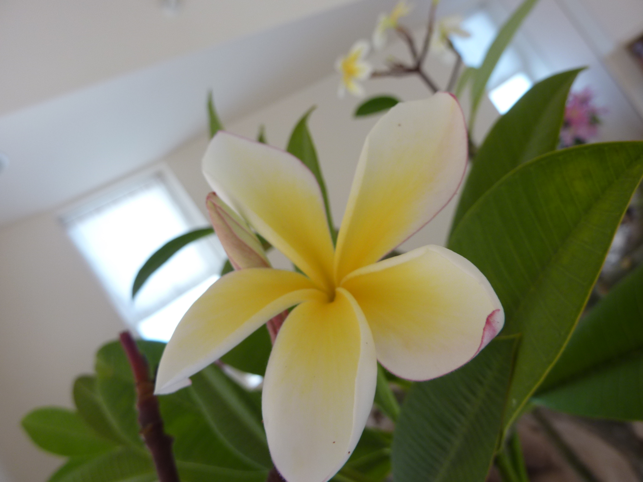 Plumeria Time 我が家のプルメリア ハワイの花