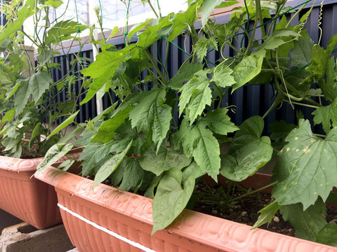 green2018_18