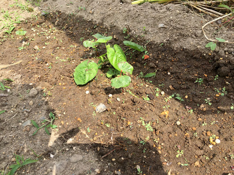 green2018_16