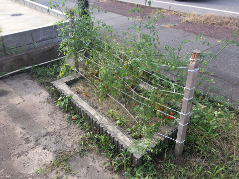 engei2020_28