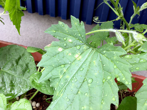 green2018_14