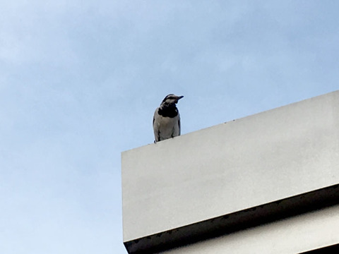 bird_10